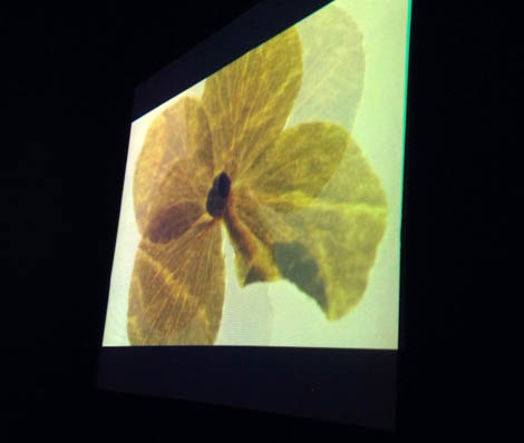 Flora on screen at Furtherfield Gallery