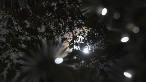 frame grab from film show trees reflected in puddle